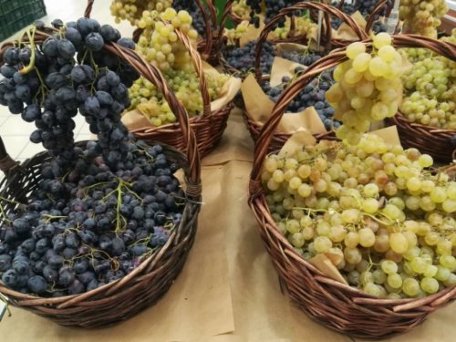 Tbilisi, Kaukāza kalni un Kahetija vīnogu novākšanas laikā