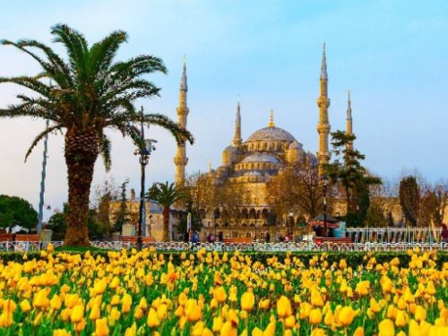 Stambula tulpju ziedēšanas laikā ГАРАНТИРОВАННО