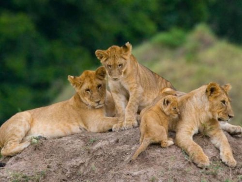 Austrumāfrikas kolorīts - Tanzānija ar atpūtu Zanzibāras salā ГАРАНТИРОВАННО