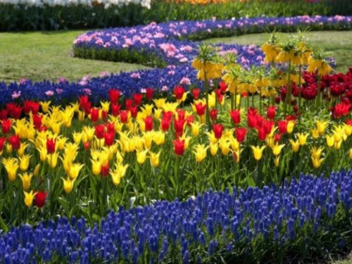 Holande un Brisele pavasara ziedos ГАРАНТИРОВАННО