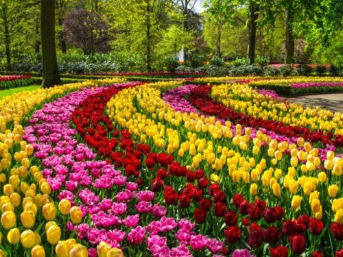 Ziedu svētki Holandē GARANTĒTS