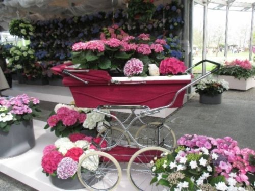 Holande un Brisele pavasara ziedos ГАРАНТИРОВАННО