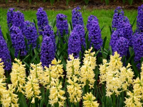 Pavasaris Beļģijā, Holandē, Vācijā ГАРАНТИРОВАННО