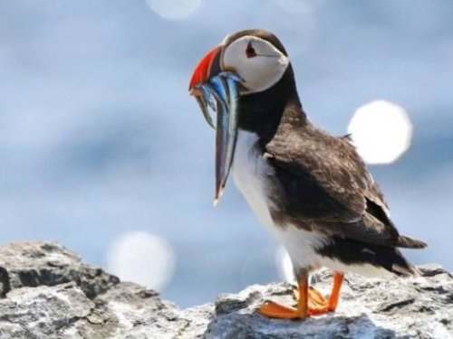 Orkneju salas un Skotijas ziemeļi