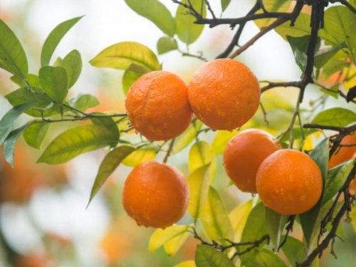 Kaukāza kalni, Melnā jūra, vīns un mandarīni Gruzijā GARANTĒTS