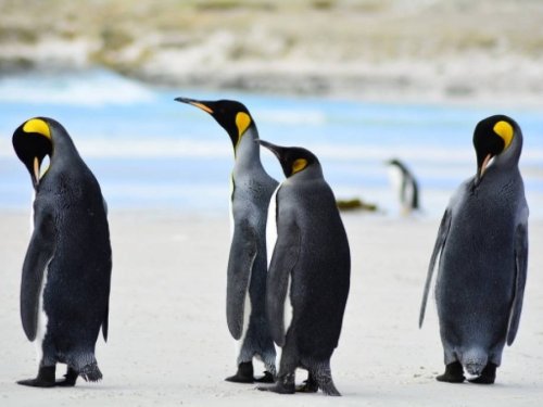 JAUNGADA DIENVIDAMERIKAS KRUĪZS APKĀRT HORNA RAGAM - Argentīna, Čīle, Urugvaja, Ugunszeme un Folklendu salas