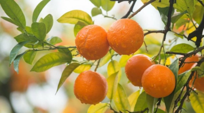 Kaukāza kalni, Melnā jūra, vīns un mandarīni Gruzijā GARANTĒTS