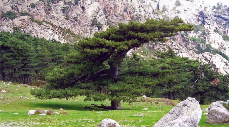 Mežonīgā skaistule Korsika GARANTĒTS